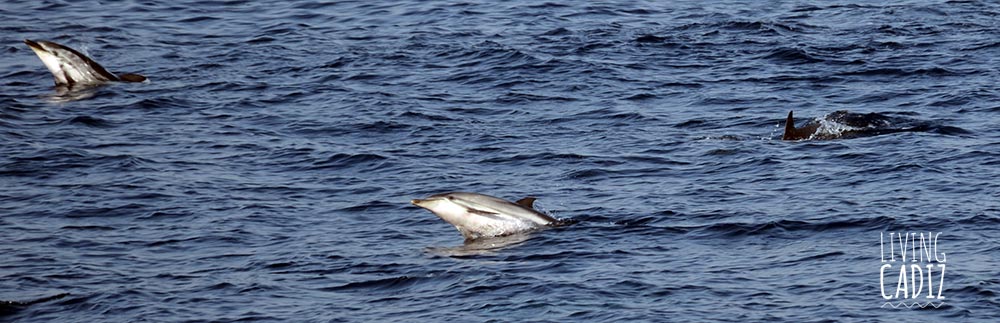 familia de delfines avistamiento de cetaceos en Tarifa y estrecho de Gibraltar