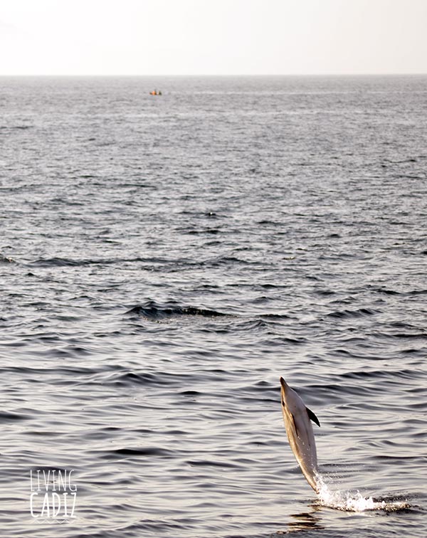 Delfin listado avistamiento de cetaceos en Tarifa