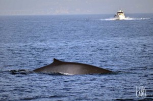 Ballenas y delfines en el Estrecho