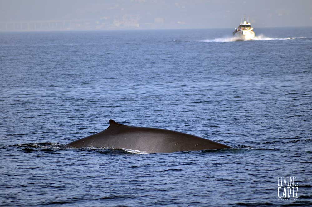Fin whale watching in Tarifa