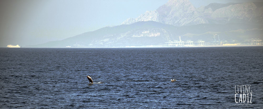 Delfines y Ballenas en Estrecho de Gibraltar y Tarifa