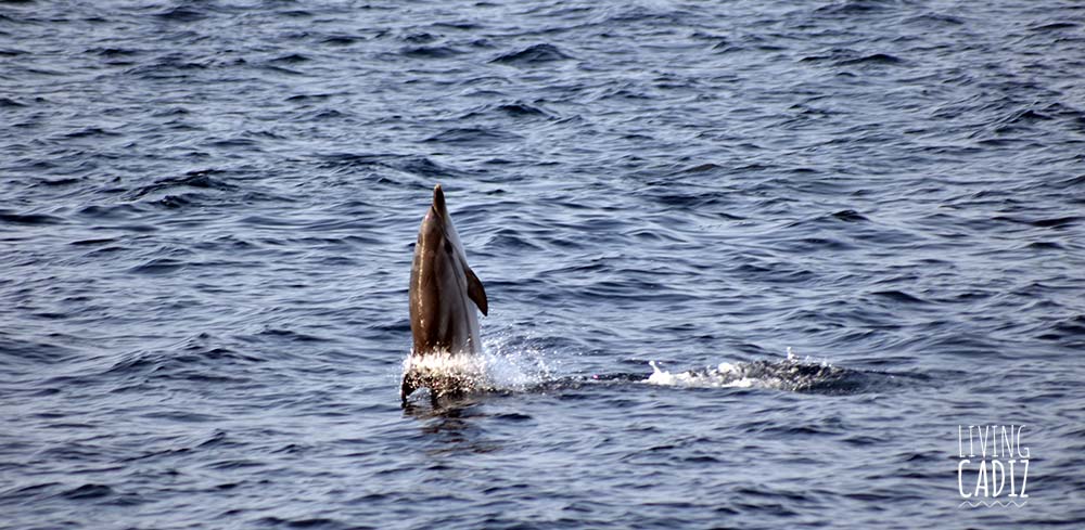 Delfin listado avistamiento de cetáceos en Tarifa