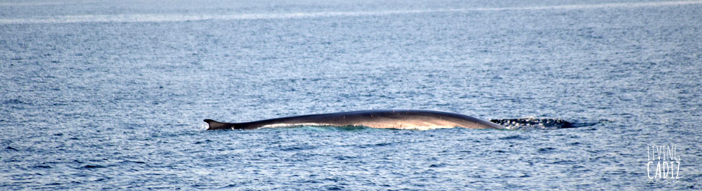 Tarifa whale watching